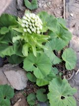 팜모닝 모임 반장님 칭찬해요·참여글 게시글 이미지