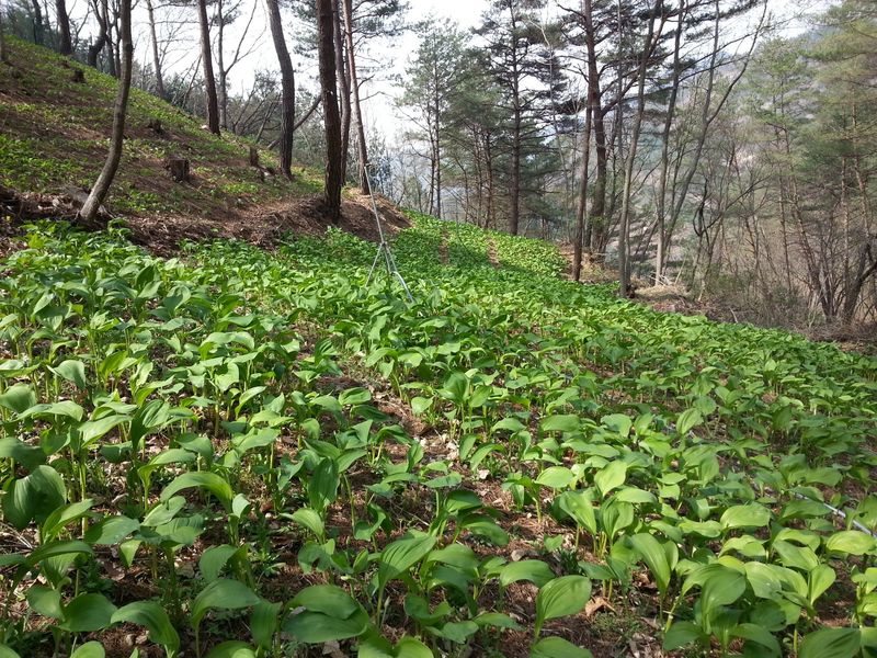 장터 상품 [명이나물(산마늘) 1kg] 썸네일