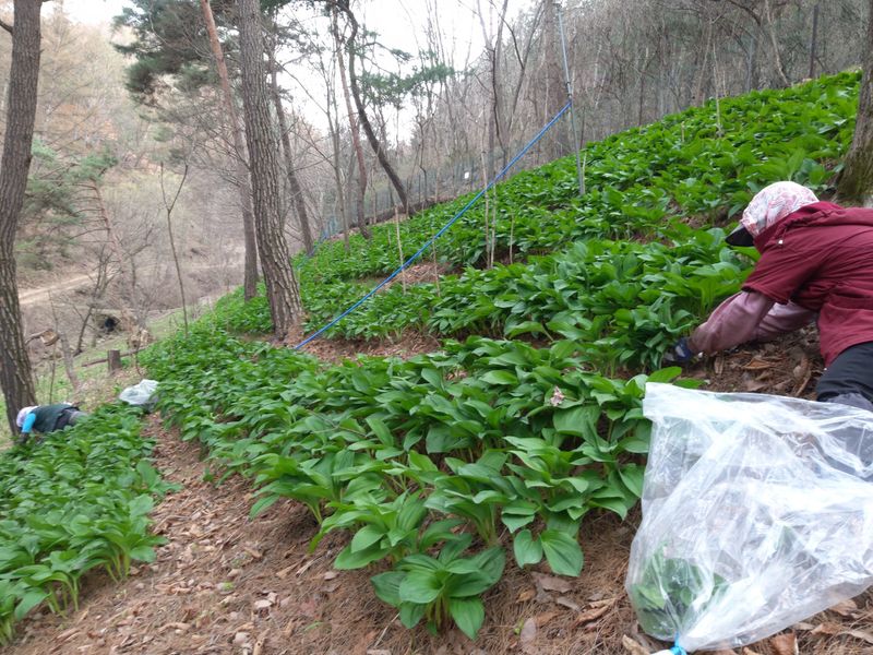 김혜경님의 장터 판매 상품 [명이나물(산마늘) 1kg] 첨부 사진
