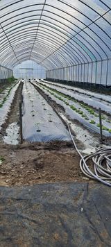 팜모닝 배추·영농일지 게시글 이미지