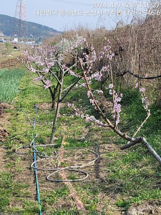 엉터리농부님의 자유주제 · 자유게시판 작성글 사진
