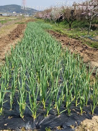 엉터리농부님의 자유주제 · 자유게시판 작성글 사진