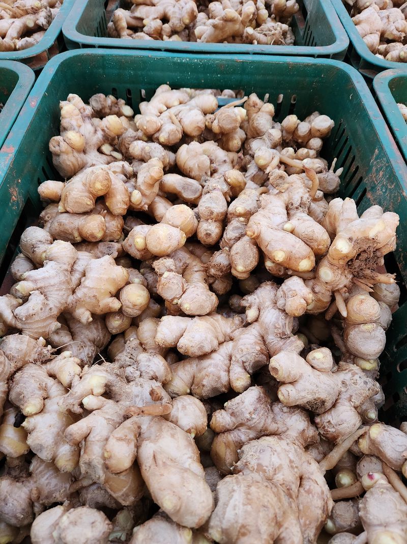 최승일님의 장터 판매 상품 [생강 10키로] 첨부 사진