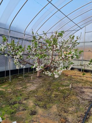 조은아침농원님의 자유주제 · 자유게시판 작성글 사진