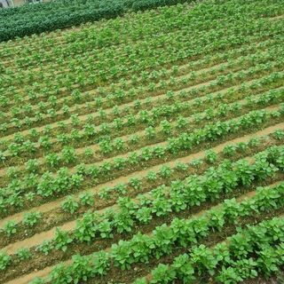 윤내영님의 팜모닝 · 출석 작성글 사진