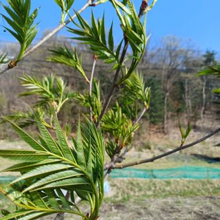 삼성농산님의 자유주제 · 자유게시판 작성글 사진