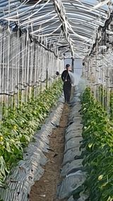 팜모닝 오이·영농일지 게시글 이미지