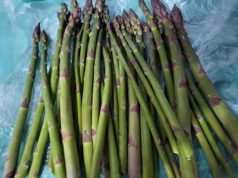문보라님의 장터 판매 상품 [아스파라거스,500g두릅500g머위1kg] 첨부 사진