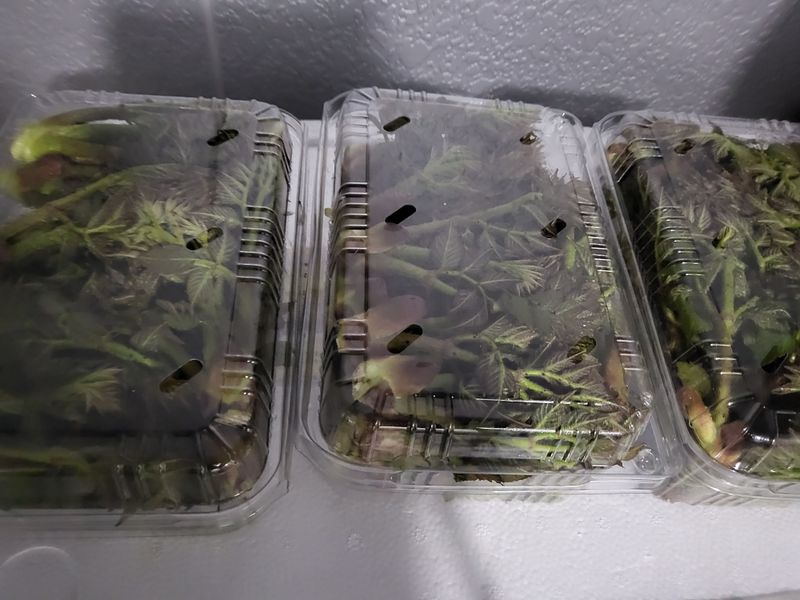 문보라님의 장터 판매 상품 [아스파라거스,500g두릅500g머위1kg] 첨부 사진