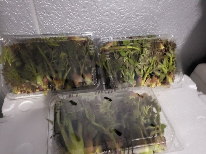 문보라님의 장터 판매 상품 [아스파라거스,500g두릅500g머위1kg] 첨부 사진