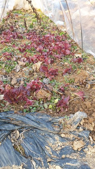 조한우님의 모임 반장님 칭찬해요 · 참여글 작성글 사진