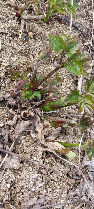 오순남님의 두릅 · 수확 작성글 사진