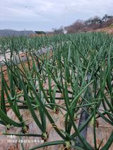 팜모닝 농사, 무엇이든 물어보세요!·참여글 게시글 이미지