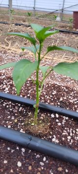 팜모닝 고추·영농일지 게시글 이미지