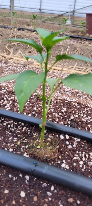 양선옥님의 고추 · 영농일지 작성글 사진