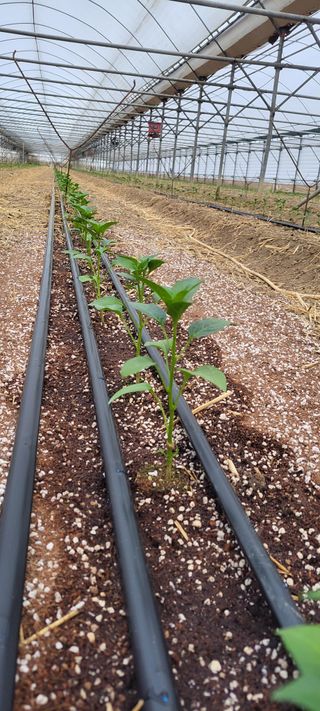 양선옥님의 고추 · 영농일지 작성글 사진