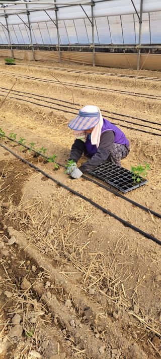 양선옥님의 고추 · 영농일지 작성글 사진