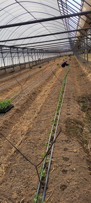 양선옥님의 고추 · 영농일지 작성글 사진