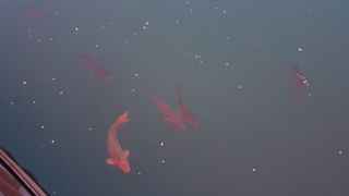 박철규 님의 자유주제 · 자유게시판 작성글 사진