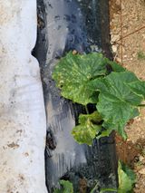 팜모닝 오이·병해충상담 게시글 이미지