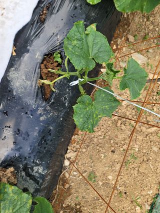 총각초보농군님의 오이 · 병해충상담 작성글 사진