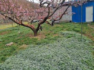 복사꽃마을 이창식님의 자유주제 · 자유게시판 작성글 사진