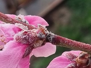 복사꽃마을 이창식님의 자유주제 · 자유게시판 작성글 사진