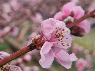복사꽃마을 이창식님의 자유주제 · 자유게시판 작성글 사진