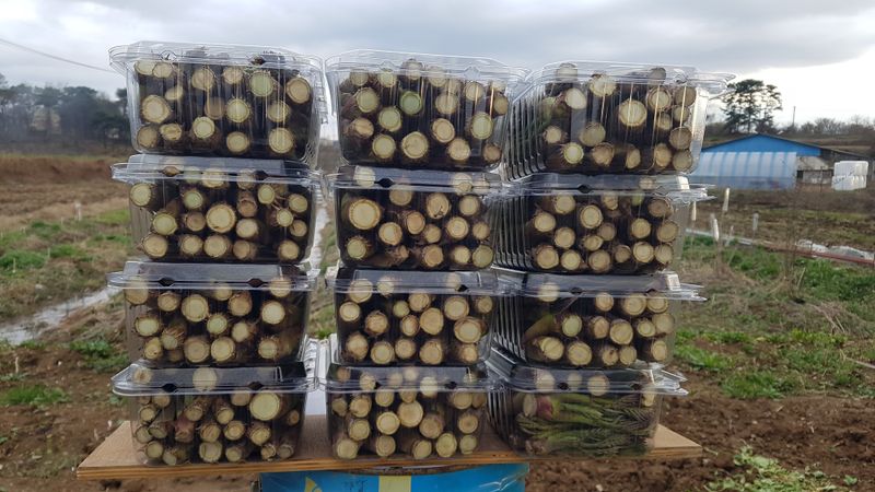 정운필님의 장터 판매 상품 [참 두릅  500g] 첨부 사진