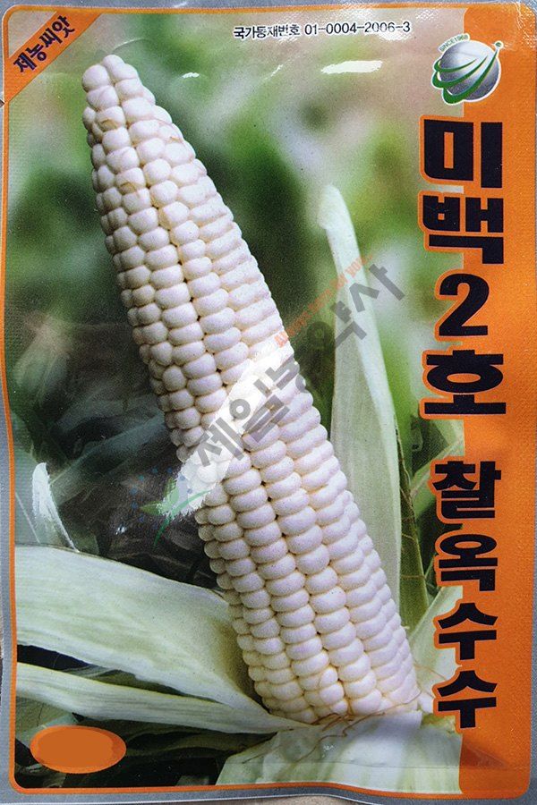 안산제일농약사님의 장터 판매 상품 [미백2호 옥수수모종 50구 1판] 첨부 사진
