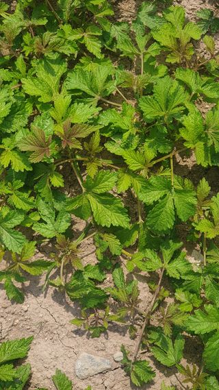 더좋은세상농원님의 자유주제 · 건의해요 작성글 사진