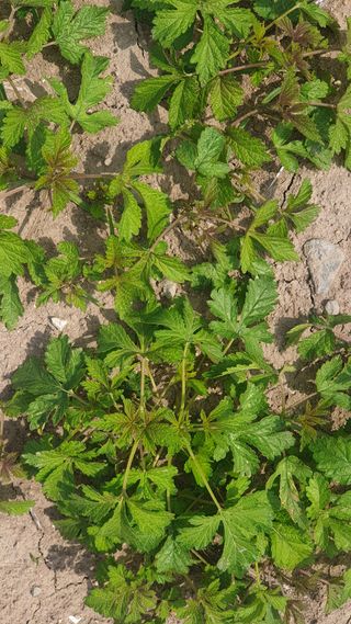 더좋은세상농원님의 자유주제 · 건의해요 작성글 사진