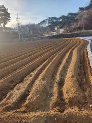 오영세님의 옥수수 · 영농일지 작성글 사진