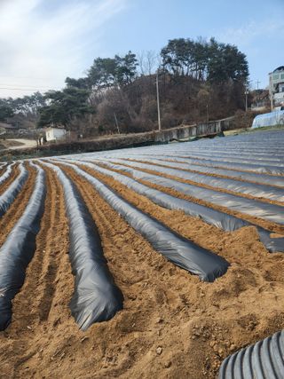 오영세님의 옥수수 · 영농일지 작성글 사진