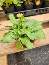 팜모닝 농사, 무엇이든 물어보세요!·참여글 게시글 이미지