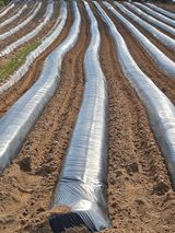 팜모닝 고추·영농일지 게시글 이미지