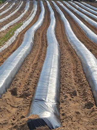 신신기루님의 고추 · 영농일지 작성글 사진