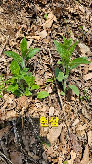 장철식님의 자유주제 · 자유게시판 작성글 사진