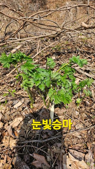 장철식님의 자유주제 · 자유게시판 작성글 사진