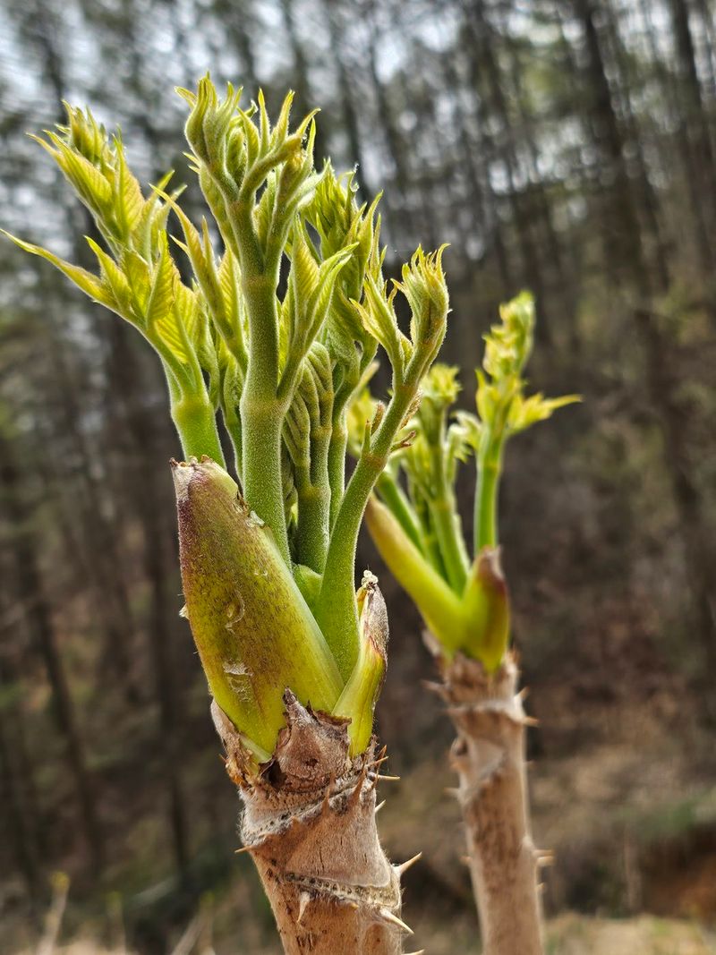 장터 상품 [참 두릅 ] 썸네일