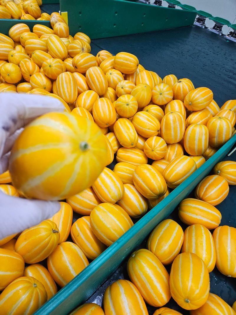 장터 상품 [강찬꿀참외가정용5키로] 썸네일