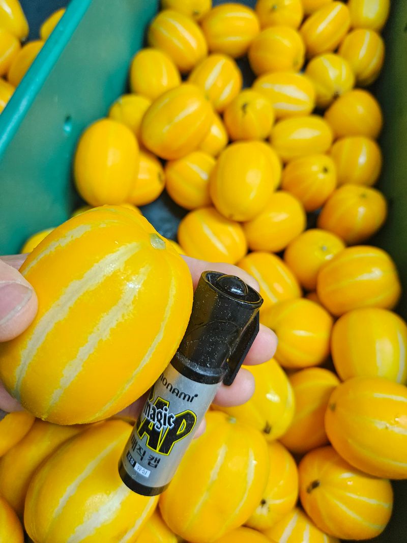 경북.성주.이은혜.님의 장터 판매 상품 [강찬꿀참외가정용5키로] 첨부 사진