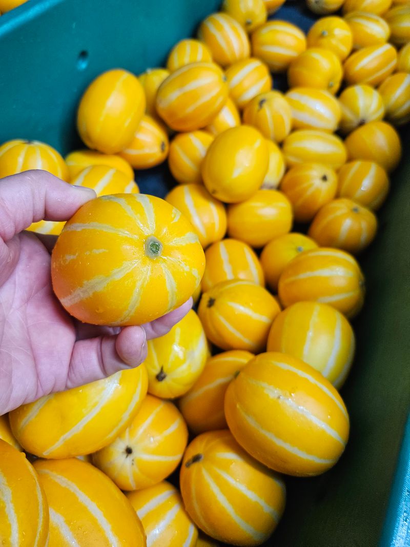 경북.성주.이은혜.님의 장터 판매 상품 [강찬꿀참외가정용5키로] 첨부 사진