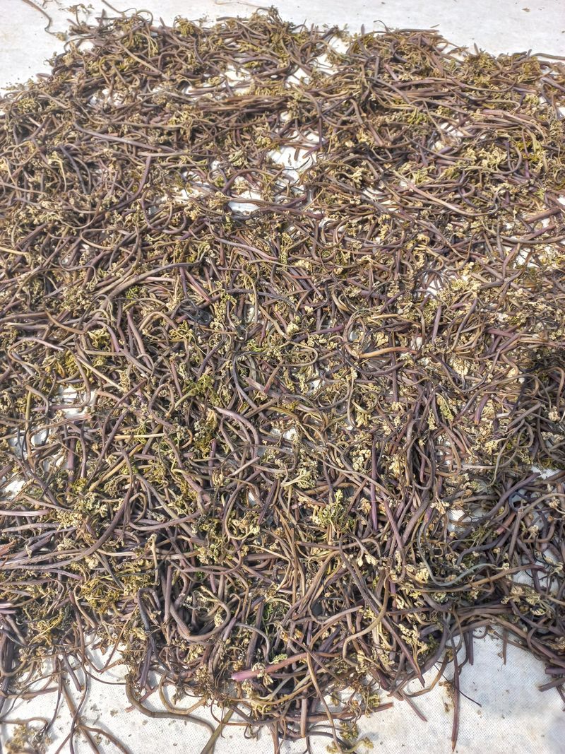 희야님의 장터 판매 상품 [먹고사리110g] 첨부 사진