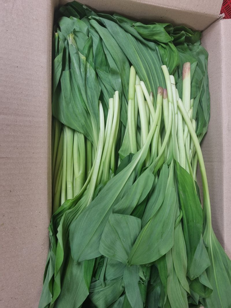 장터 상품 [명이나물 산마늘(줄기명이) 4kg] 썸네일