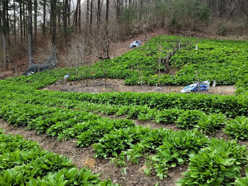 송채현님의 장터 판매 상품 [명이나물 산마늘(줄기명이) 4kg] 첨부 사진