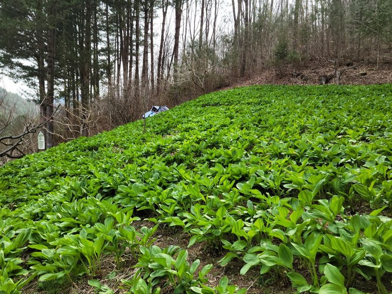 송채현님의 장터 판매 상품 [명이나물 산마늘(줄기명이) 4kg] 첨부 사진