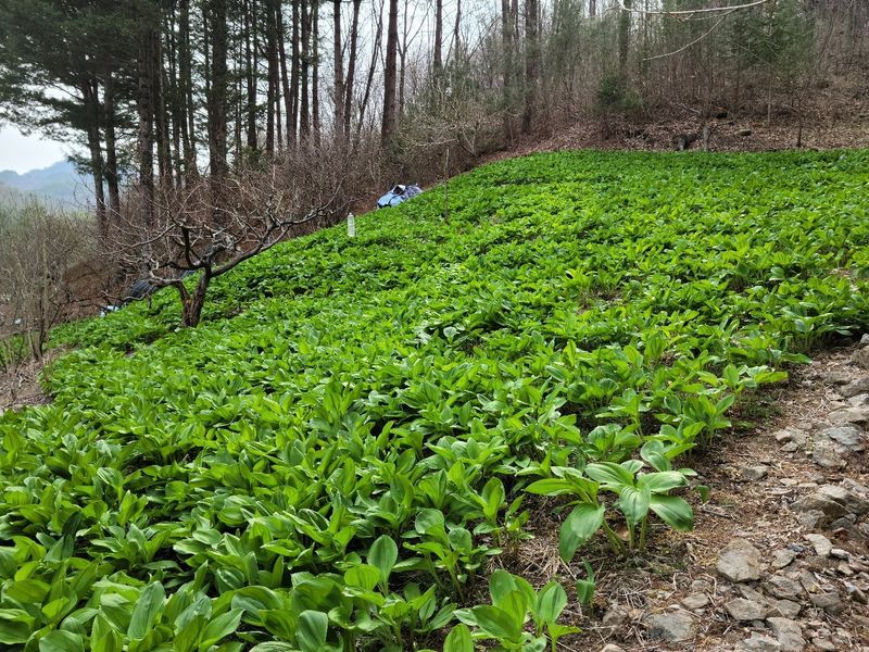 송채현님의 장터 판매 상품 [명이나물 산마늘(줄기명이) 4kg] 첨부 사진