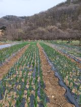 팜모닝 자유주제·자유게시판 게시글 이미지