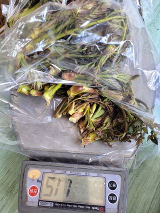 하동베리굿베리팜님의 자유주제 · 자유게시판 작성글 사진